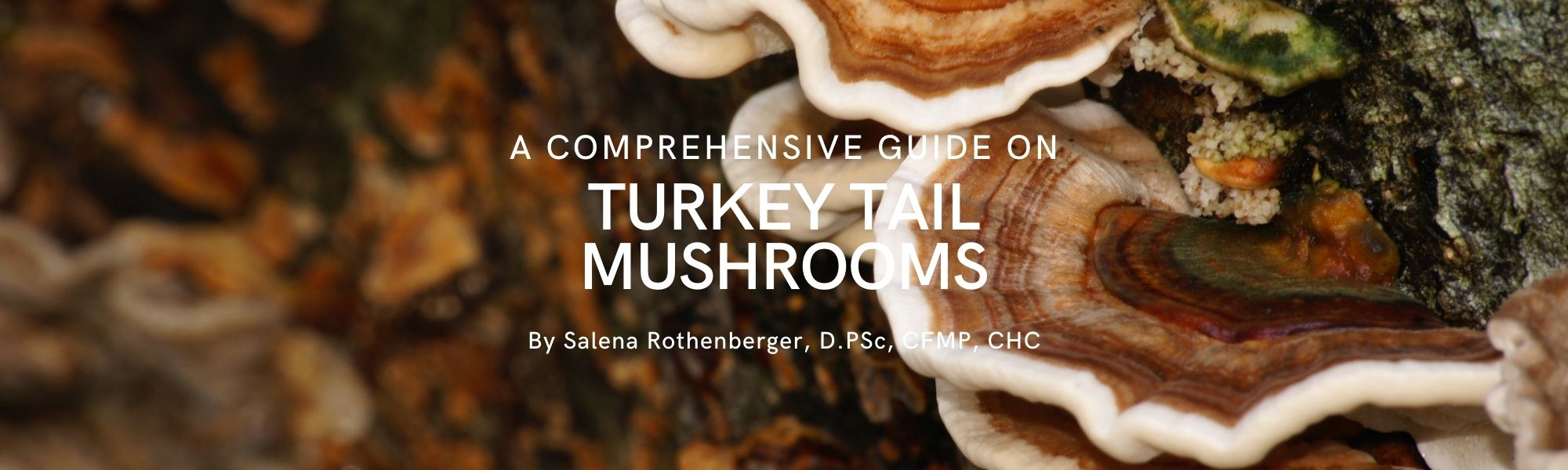 Turkey Tail Mushrooms with immune and gut health benefits from PSK, PSP, and beta-glucans